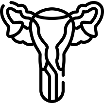 Endometrium