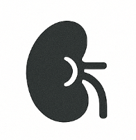 Kidney