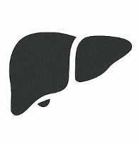 Liver