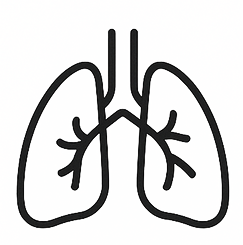 Lung
