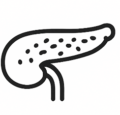 Pancreas