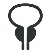 Prostate